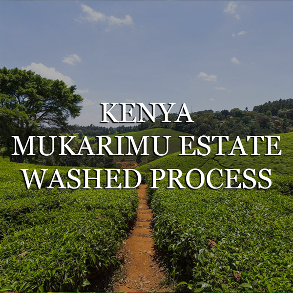 Kenya Mukarimu Estate - Washed Process