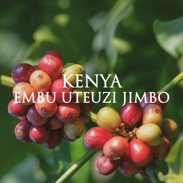 Kenya Embu Uteuzi Jimbo (Washed)