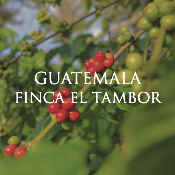 Guatemala Finca El Tambor (Washed)