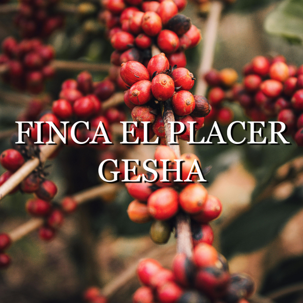 Colombia Finca El Placer (washed)