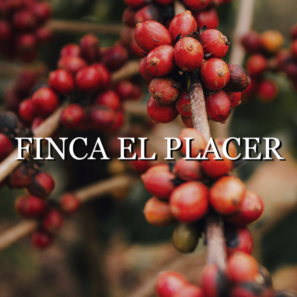 Colombia Finca El Placer (washed)