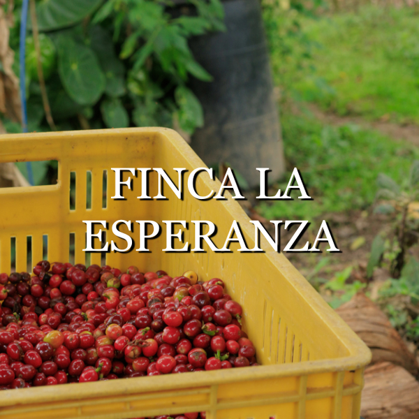 Colombia Finca La Esperanza (washed)