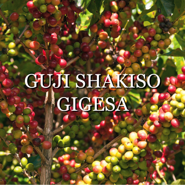 Ethiopia Guji Shakiso (Natural)