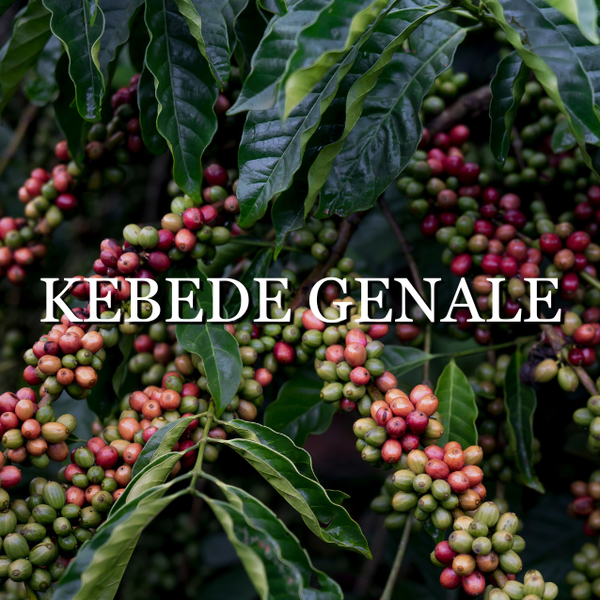 Ethiopia Kebede Genale (natural)