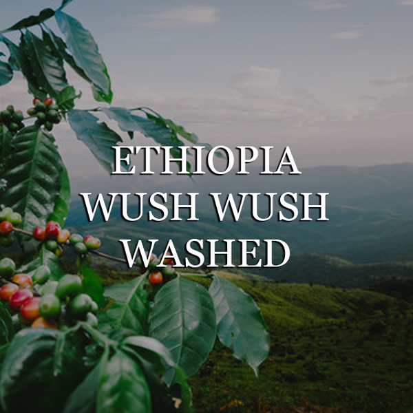 Ethiopia Wush Wush - Washed Process