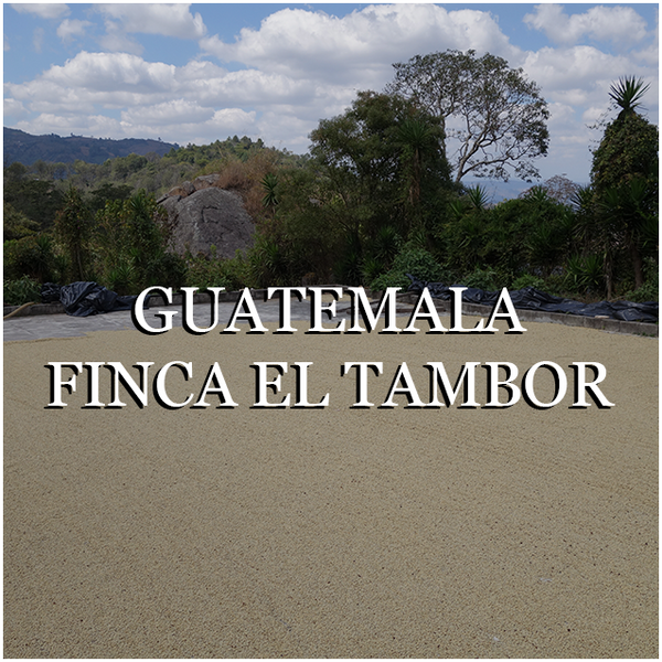 Guatemala Finca El Tambor - Washed